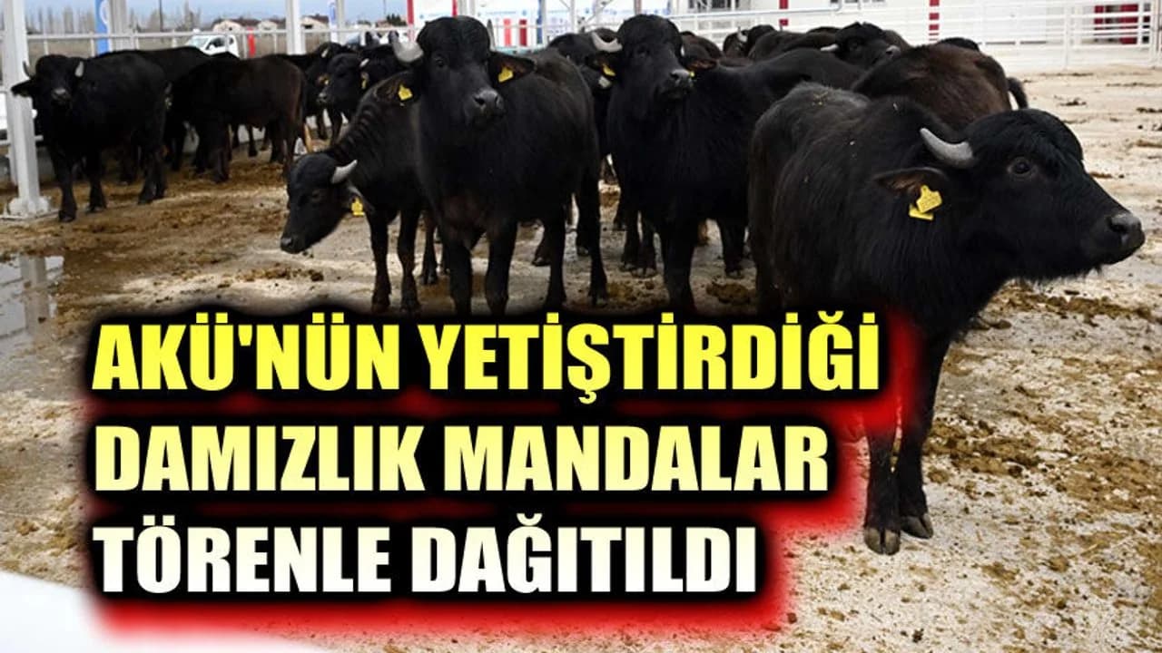 Afyon'da Manda Yetiştiriciliğine Bilimsel Dokunuş: 30 Damızlık Boğa Üreticilere Teslim Edildi