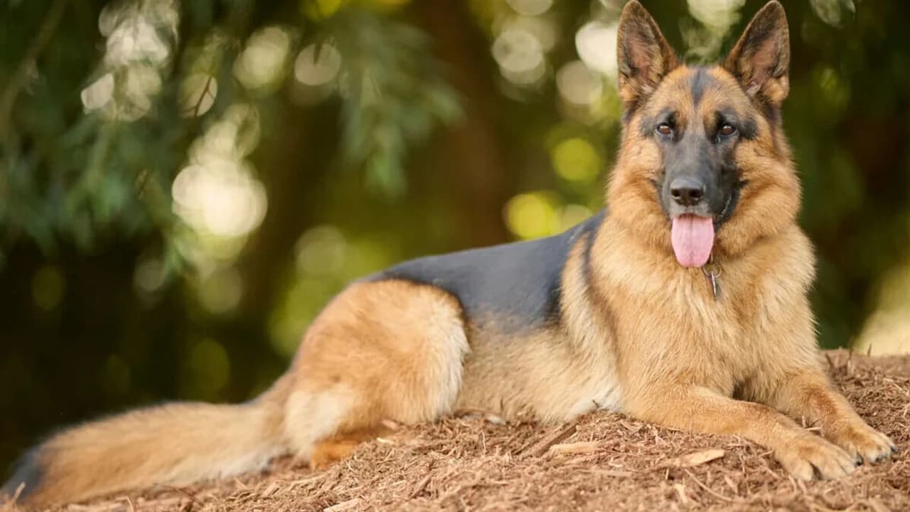 Alman Kurdu Sahiplenmek İsteyenler İçin Kapsamlı Rehber: Karakter, Bakım ve Beslenme Kriterleri