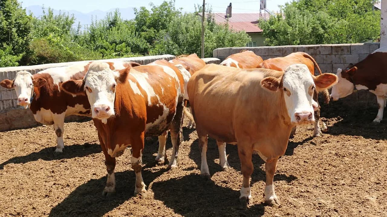 Afyonkarahisar’da Besilik Hayvan İthalatı Başvurularında Takvim Değişti: İşte Yeni Tarihler