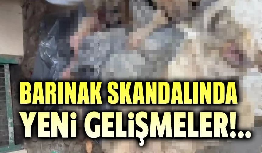 Bilecik Bozüyük'teki Barınak Skandalında İkinci Perde: Gece Baskınında 7 Ölü Hayvan Bulundu