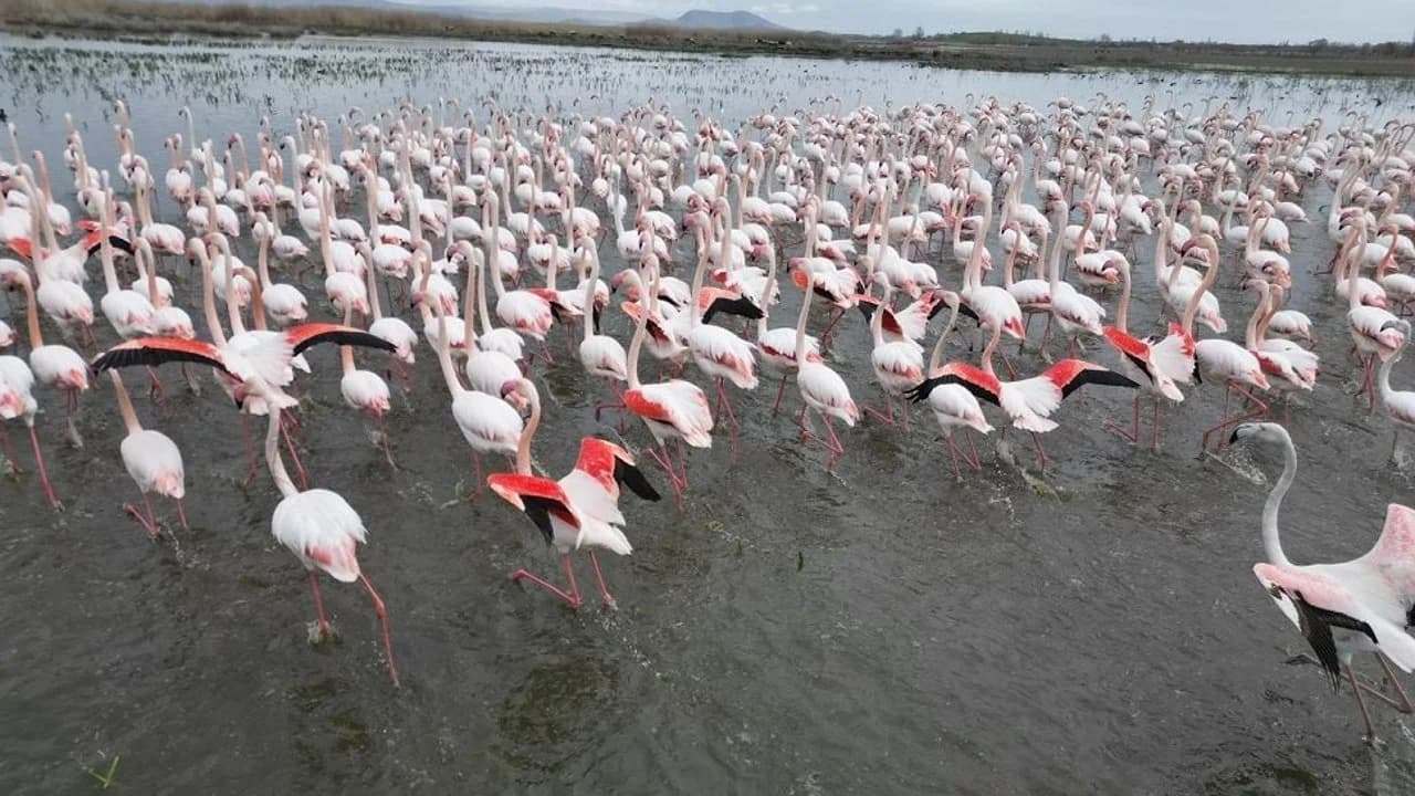 Göçmen Kuşların Önemli Durağı Eber Gölü'nde Flamingo Şöleni