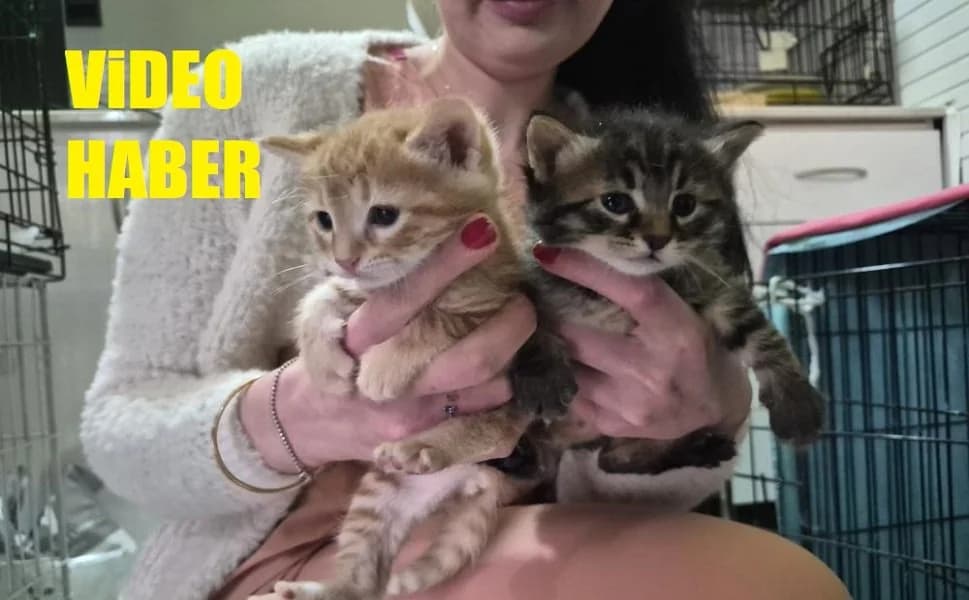Eskişehir'de Yürek Isıtan Olay: Doğumu Yaklaşan Sokak Kedisi Veteriner Kliniğine Sığındı