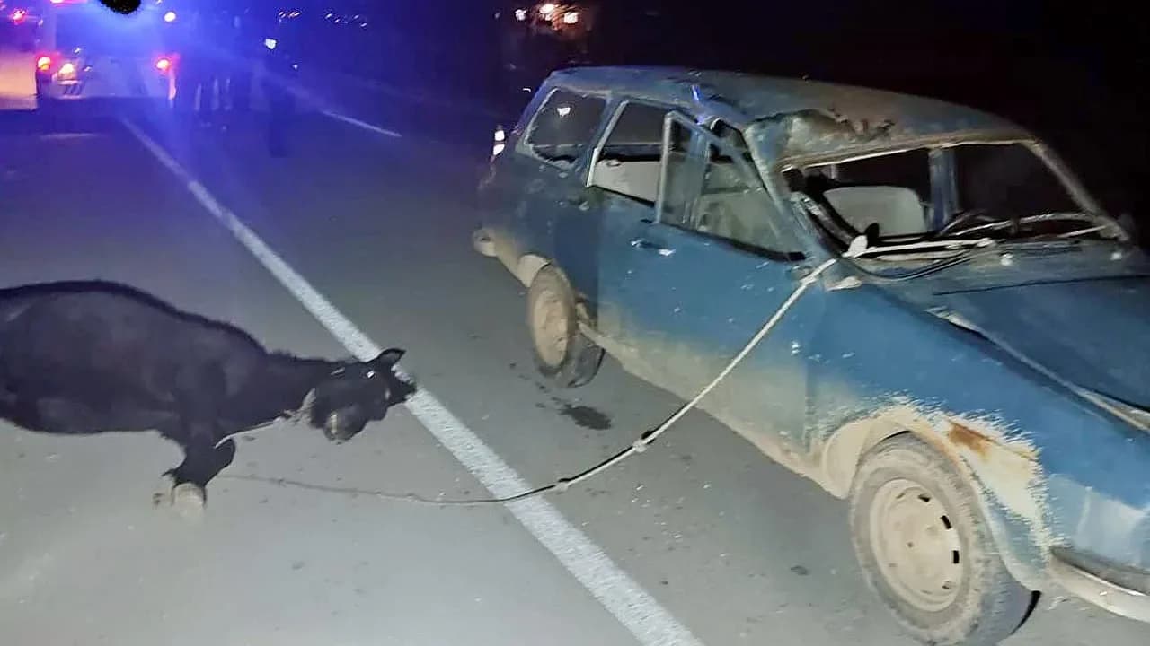 Başmakçı Yolunda Sahipsiz At Tehlikesi: Otomobil Çarptı, 1 Kişi Yaralandı