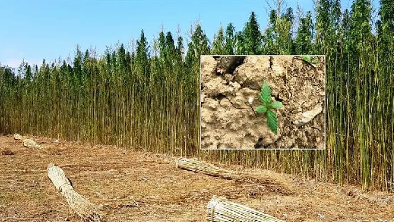 Kenevir Yönetmeliğinde Kritik Detay: Afyonkarahisar Listeden Çıktı, Üretim Tek Bir Adrese Sıkıştı