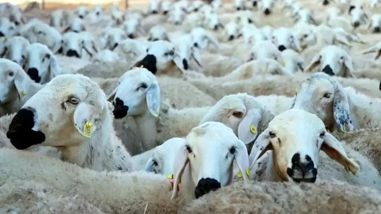 Afyon'da Üreticiye Büyük Destek: 20 Koyun Projesinde Başvuru Takvimi Netleşti